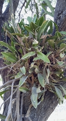 Laelia anceps