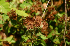 Pluchea carolinensis