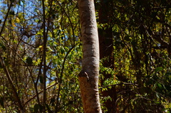 Gyrocarpus mocinoi