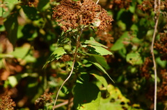 Pluchea carolinensis