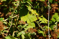 Pluchea carolinensis