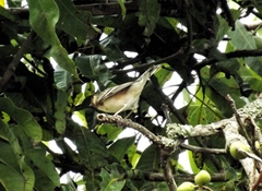 Setophaga castanea