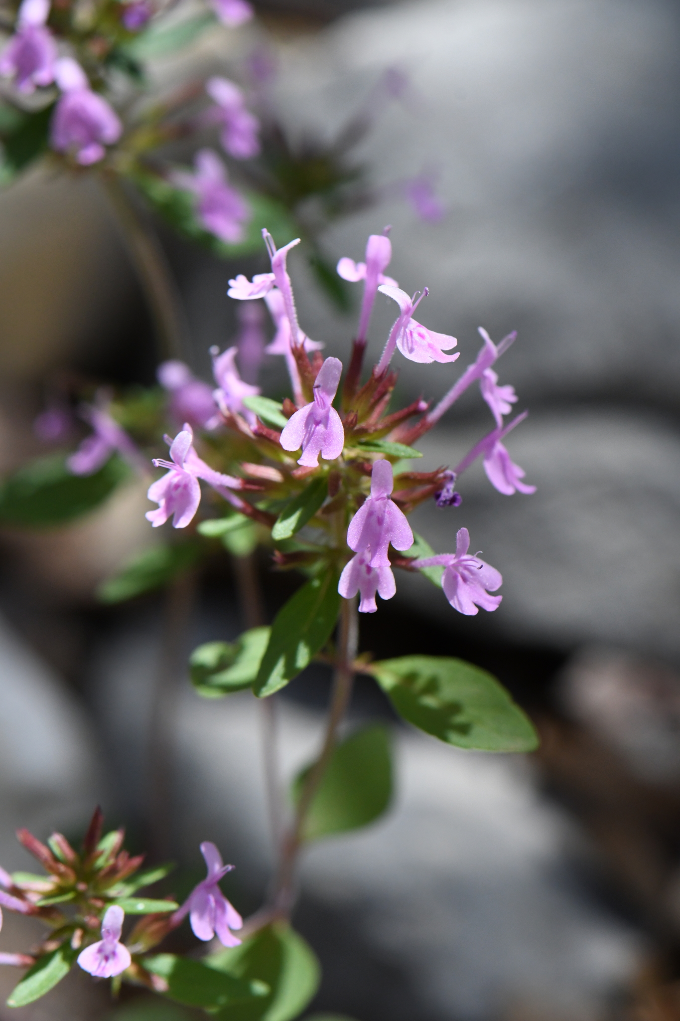 Hedeoma acinoides