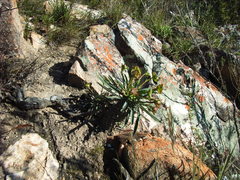 Euphorbia clava