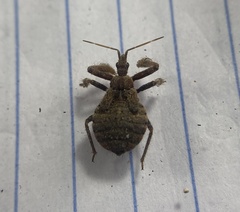 Apiomerus flaviventris