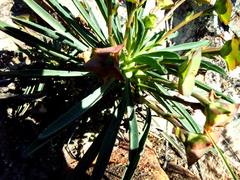 Euphorbia clava
