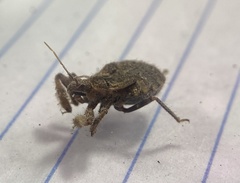 Apiomerus flaviventris