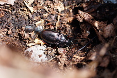 Pterostichus burmeisteri