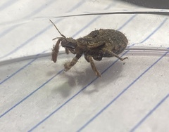 Apiomerus flaviventris