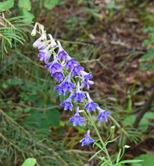 Delphinium barbeyi