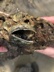 Pseudochama cristella