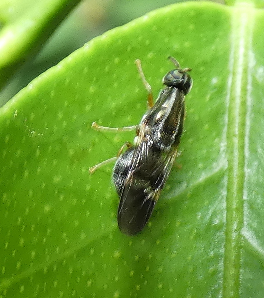 Acanthinomyia elongata