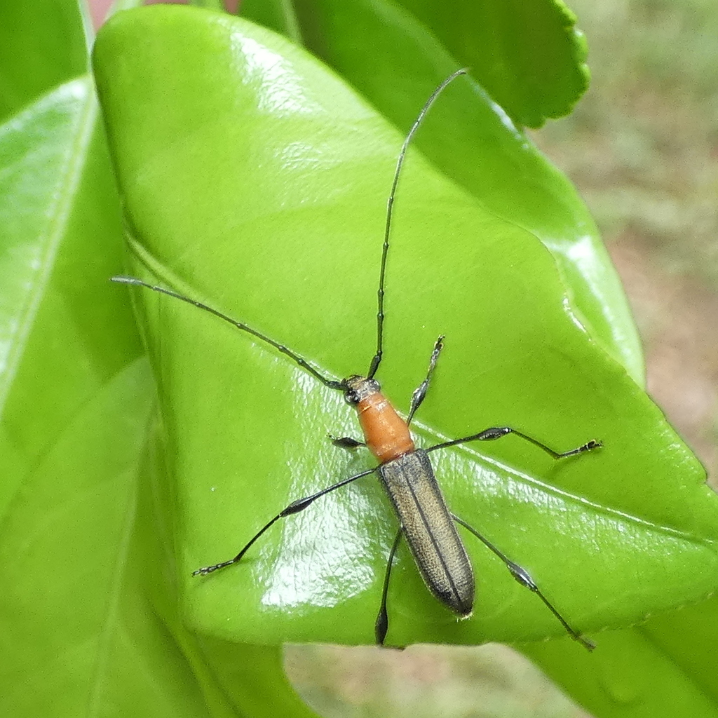 Rhopalophora occipitalis