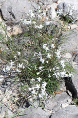 Amsonia longiflora