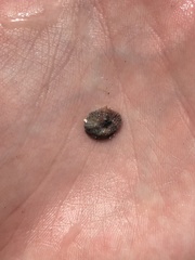 Pseudochama cristella