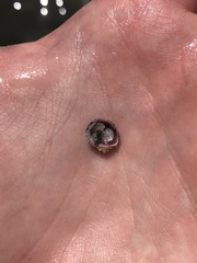 Pseudochama cristella