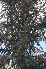 Cedrus