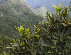 Pleiomeris canariensis image