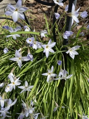 Ipheion uniflorum