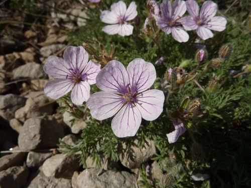 Rock stork's-bill (Erodium foetidum)