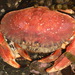 True Crabs - Photo (c) Jon Sullivan, some rights reserved (CC BY)