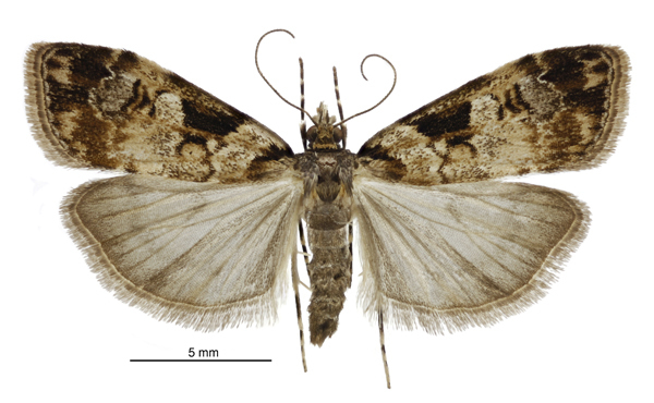 Scoparia acharis