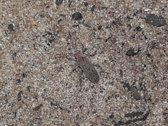 Jadera coturnix