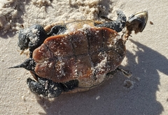 Malaclemys terrapin pileata