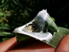 Cheiracanthium inclusum