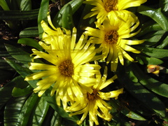 Glottiphyllum
