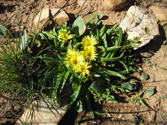 Glottiphyllum