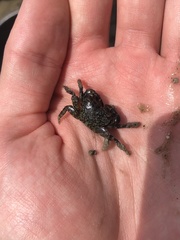Pachygrapsus transversus