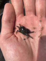 Pachygrapsus transversus