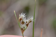 Fimbristylis puberula