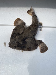 Ogcocephalus cubifrons