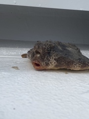 Ogcocephalus cubifrons