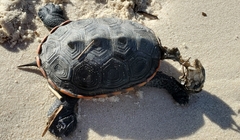 Malaclemys terrapin pileata