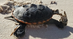 Malaclemys terrapin pileata