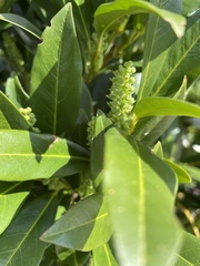 Prunus laurocerasus