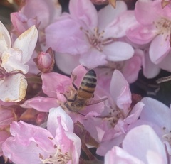 Apis mellifera