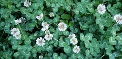 Trifolium repens