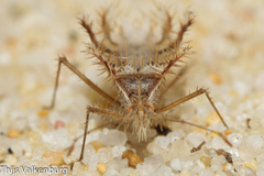 Phyllomorpha laciniata