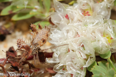 Phyllomorpha laciniata