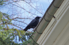 Corvus corone