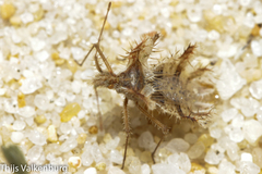 Phyllomorpha laciniata