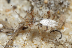 Phyllomorpha laciniata