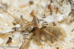 Phyllomorpha laciniata