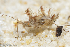 Phyllomorpha laciniata