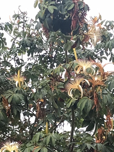 Zapote de agua (Pachira aquatica)