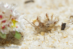 Phyllomorpha laciniata